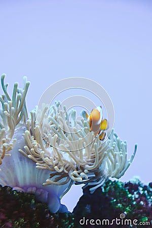 White and orange anemone, clownfish, coral reef Stock Photo