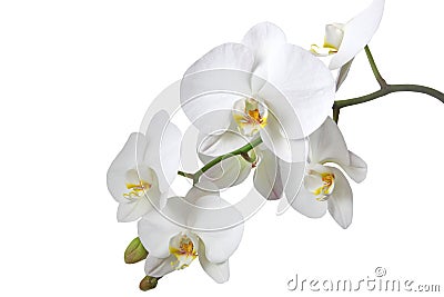 White orchid Stock Photo