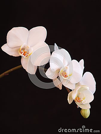 White Orchid Stock Photo