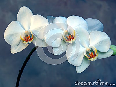 White Orchid Stock Photo