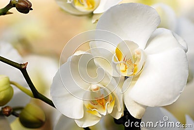 White orchid Stock Photo