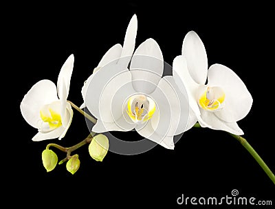 White orchid Stock Photo