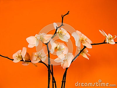 White orchid Stock Photo