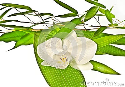 White orchid and bamboo leaves Stock Photo