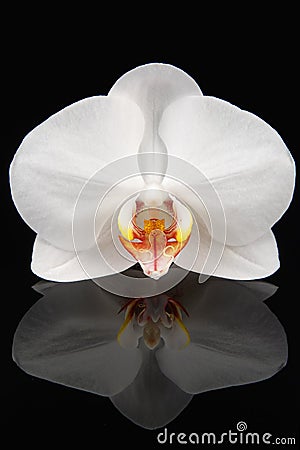 White orchid on black Stock Photo