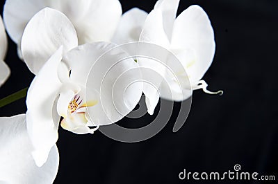 White orchid Stock Photo