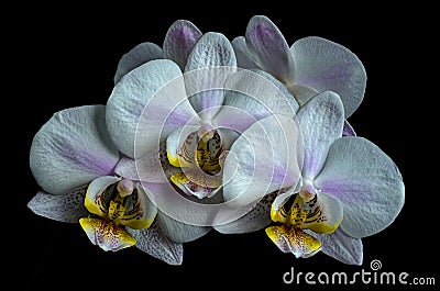 White orchid on black background. Stock Photo
