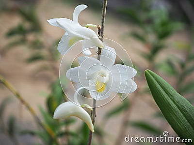 White orchid blooming beautifully in the garden. Stock Photo