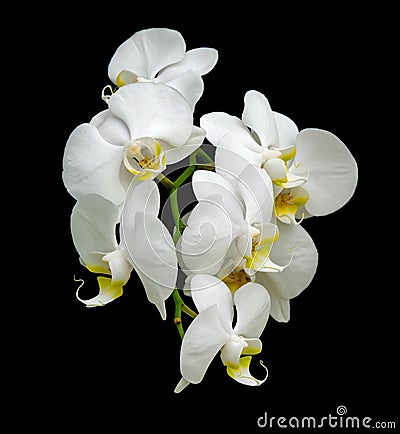 White orchid blooms. Stock Photo