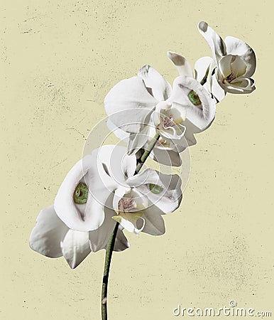 White orchid branch with human eyes inside it on light background. Modern design. Contemporary art. Creative collage Stock Photo