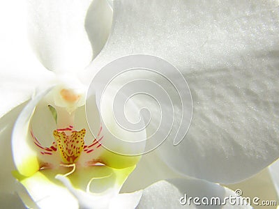 White orchid close up Stock Photo