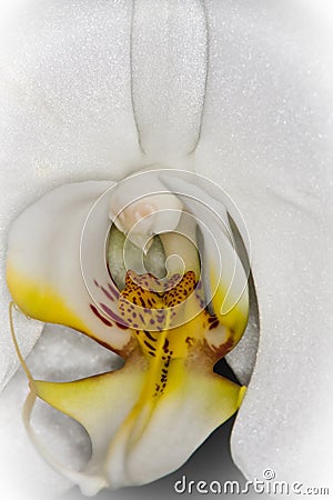 White orchid close up Stock Photo