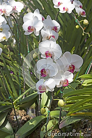 White orchid flower blooming in springtime Stock Photo