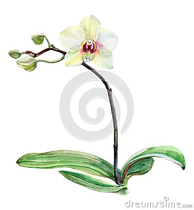 White orchid flower on a branch, watercolor Stock Photo