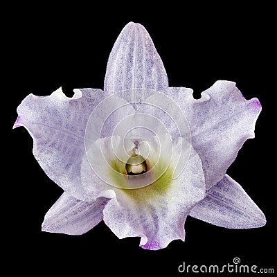 A white orchid flower with a lilac shade, isolated black background. Flower bud close-up. Element for design Stock Photo