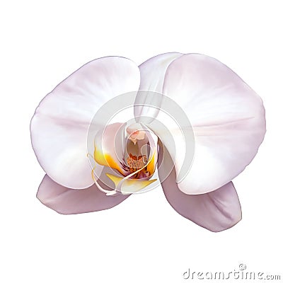 White orchid isolated on a white Stock Photo