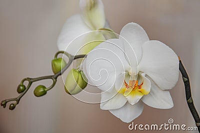 White orchid. A blooming branch of a white orchid. Stock Photo