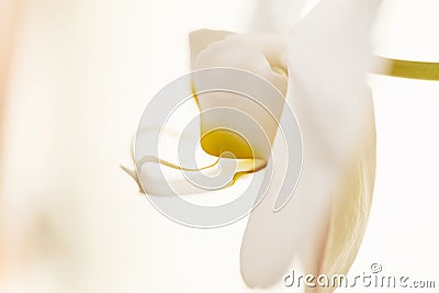 White orchid - phalaenopsis flower closeup Stock Photo