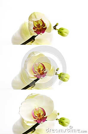 White orchid phalaenospis flower blooming, opening stages Stock Photo