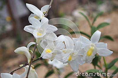 White orchid blooming beautifully in the garden. Stock Photo