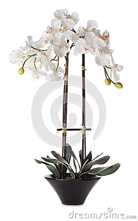 White Orchid in Pot Stock Photo
