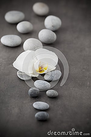 White orchid and spa stones on the grey background. Stock Photo