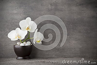 White orchid and spa stones on the grey background. Stock Photo