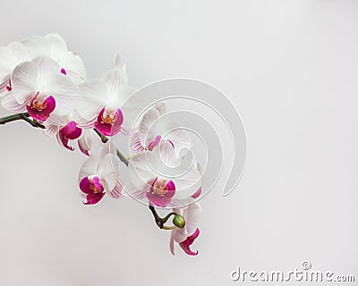 White orchid on white blackbackground Stock Photo
