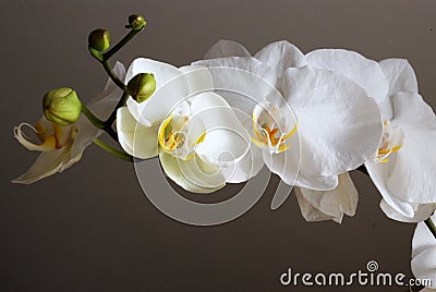 White orchids Stock Photo