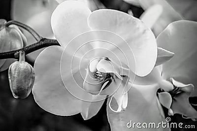 White orchids. Black and white Stock Photo