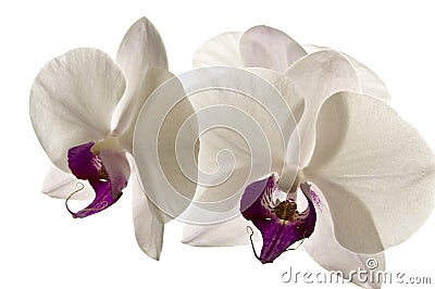White orchids with purple core isolated against white Stock Photo