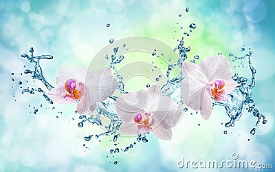 White orchids on the water splash Stock Photo