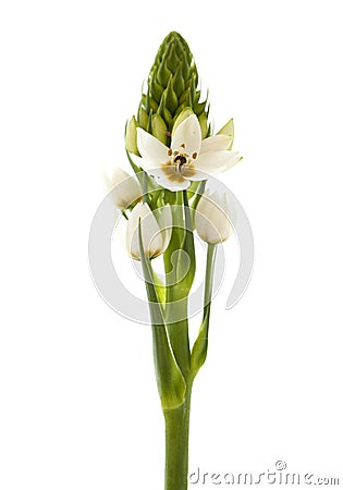 White Ornithogalum flowering spike Stock Photo