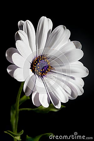 White Osteospermum flower Stock Photo