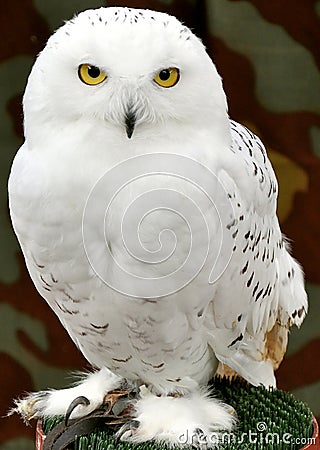 White Owl Royalty Free Stock Image - Image: 21848116