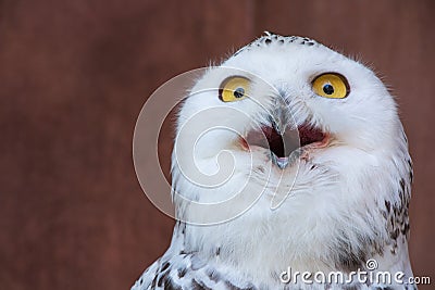 White Owl with shocking meme face Stock Photo