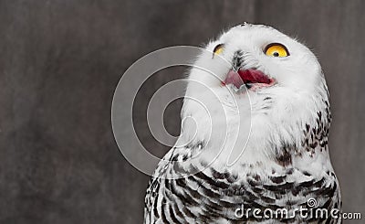 White Owl with shocking meme face Stock Photo