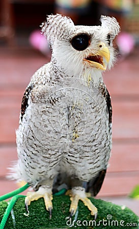 White owl Stock Photo