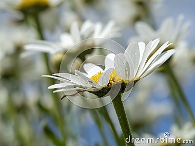 White oxeye daisies in a summer garden Stock Photo