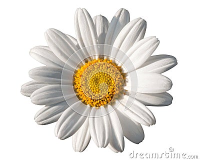 White oxeye daisy Stock Photo