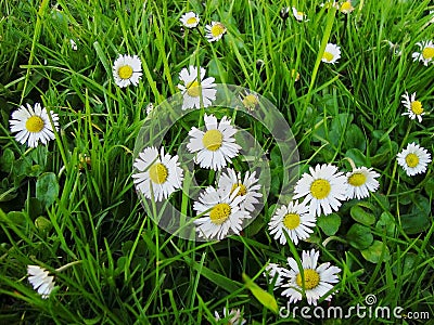 White oxeye daisy flowers blossom in spring Stock Photo