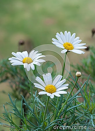 White oxeye daisy flowers on natural background Stock Photo
