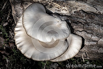 White Oyster Fungi on a Fallen Log in the Forest Stock Photo