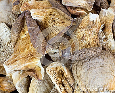 White Oyster Mushrooms Close View Stock Photo