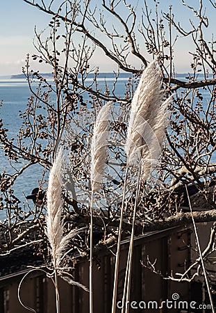 White Pampas Grass Plumes. Pampas Grass Cortaderia selloana in the Garden Stock Photo