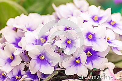 White pansies with blue-purple eyes Stock Photo