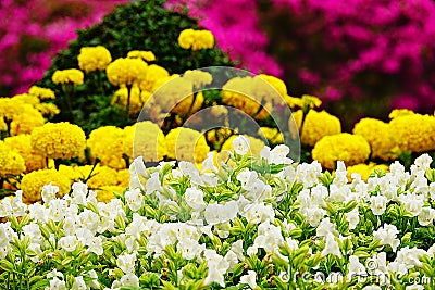 White pansy disambiguation garden flower Stock Photo