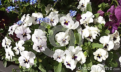 white Pansy or Stepmother Flower Stock Photo
