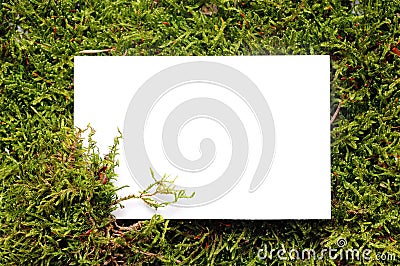 White Paper Copy Space on Natural Moss Background Stock Photo