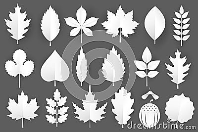 White paper cut autumn leaves set. 3d fall elements isolated on gray background.Vector illustration. Vector Illustration